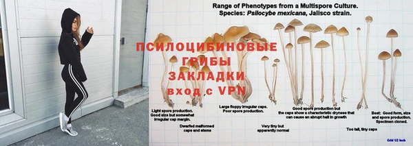 прущие грибы Инсар